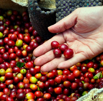 Cherries Don Humberto.jpg