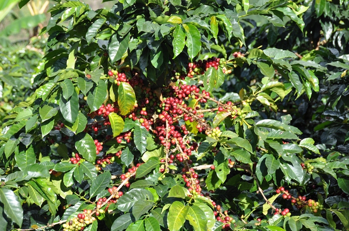 DSC_0074.JPG