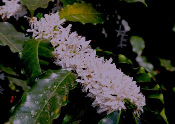 Flowering Branch.jpg