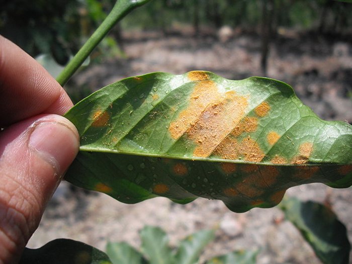 Hemileia_vastatrix_-_coffee_leaf_rust.jpeg
