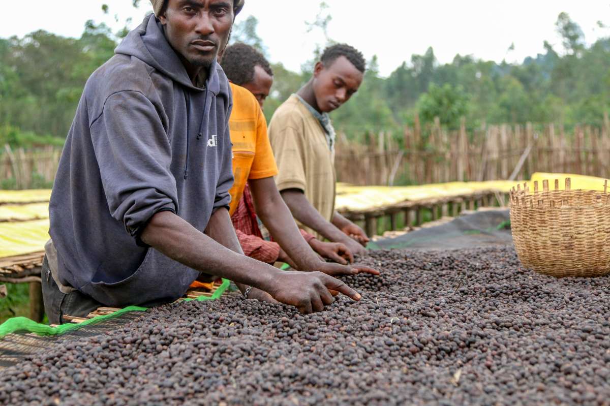 Coffee processing in Hara, Ethiopia